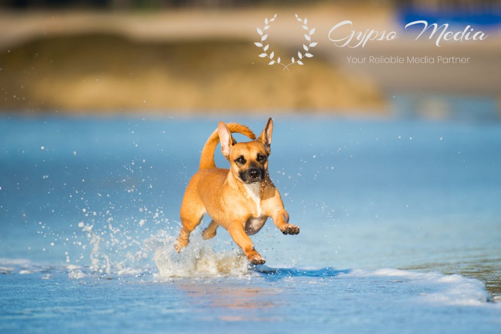 Best Pet photoshoot in Singapore – Capture your pet's personality